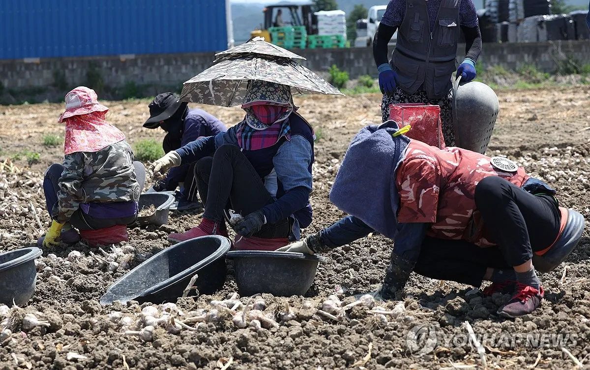 Nông thôn Hàn Quốc: "Không thể canh tác nếu thiếu lao động thời vụ nước ngoài"