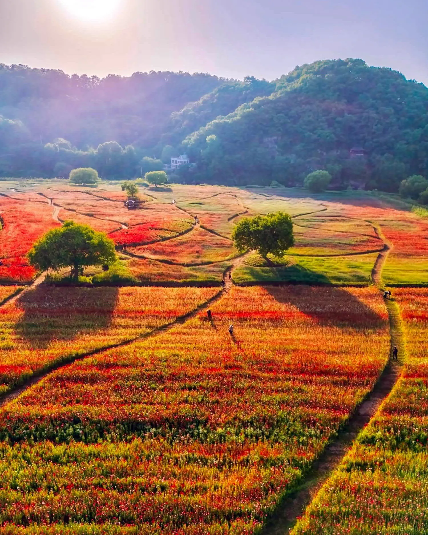 Haman Akyang Dukbanggil - Cung đường đê hoa Poppy rực rỡ sắc màu bên dòng sông Namgang 🌺