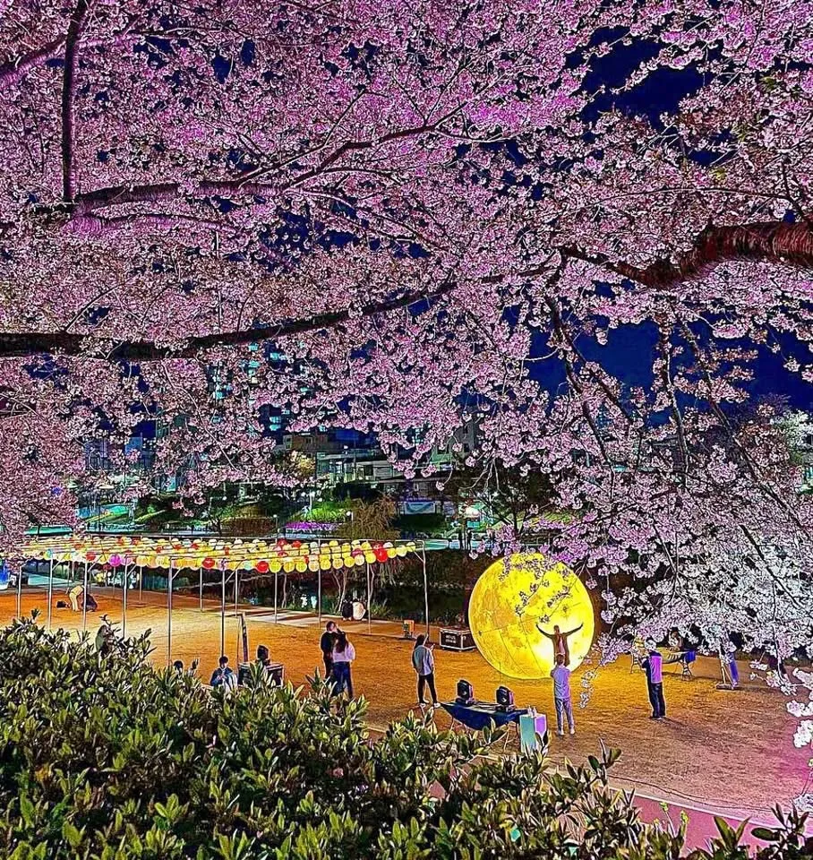 HẸN NHAU DƯỚI "ĐƯỜNG HẦM" ANH ĐÀO ĐẸP NHẤT BUSAN – ONCHEONCHEON! 🌸🌊✨