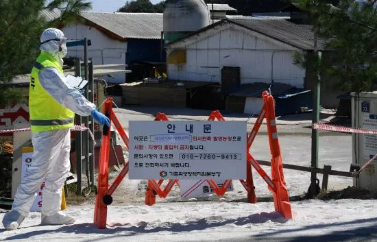 Gyeonggi tổng lực truy quét thực phẩm nhập khẩu bất hợp pháp sau dịch tả lợn Châu Phi