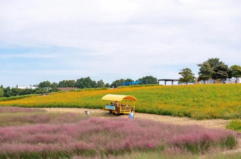 Anseong Farmland: Nông trại cổ tích và những cánh đồng hoa đẹp nhất tỉnh Gyeonggi 🌸🐑