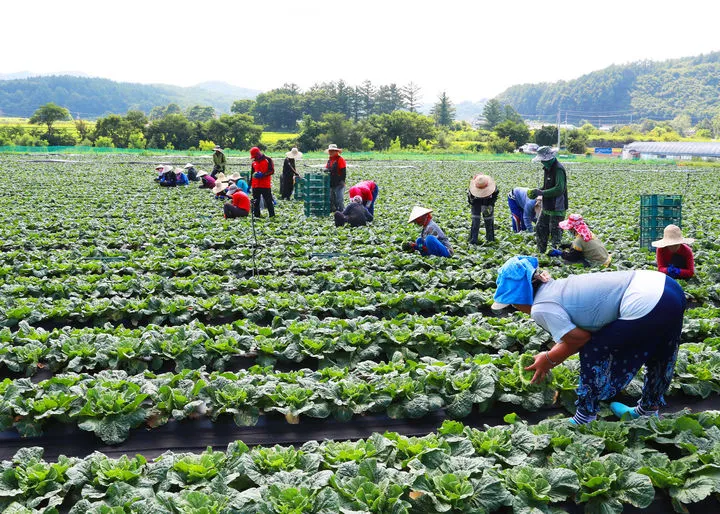 Tỉnh Gyeongbuk trực tiếp sang Việt Nam tuyển 300 lao động thời vụ cho vụ mùa 2026