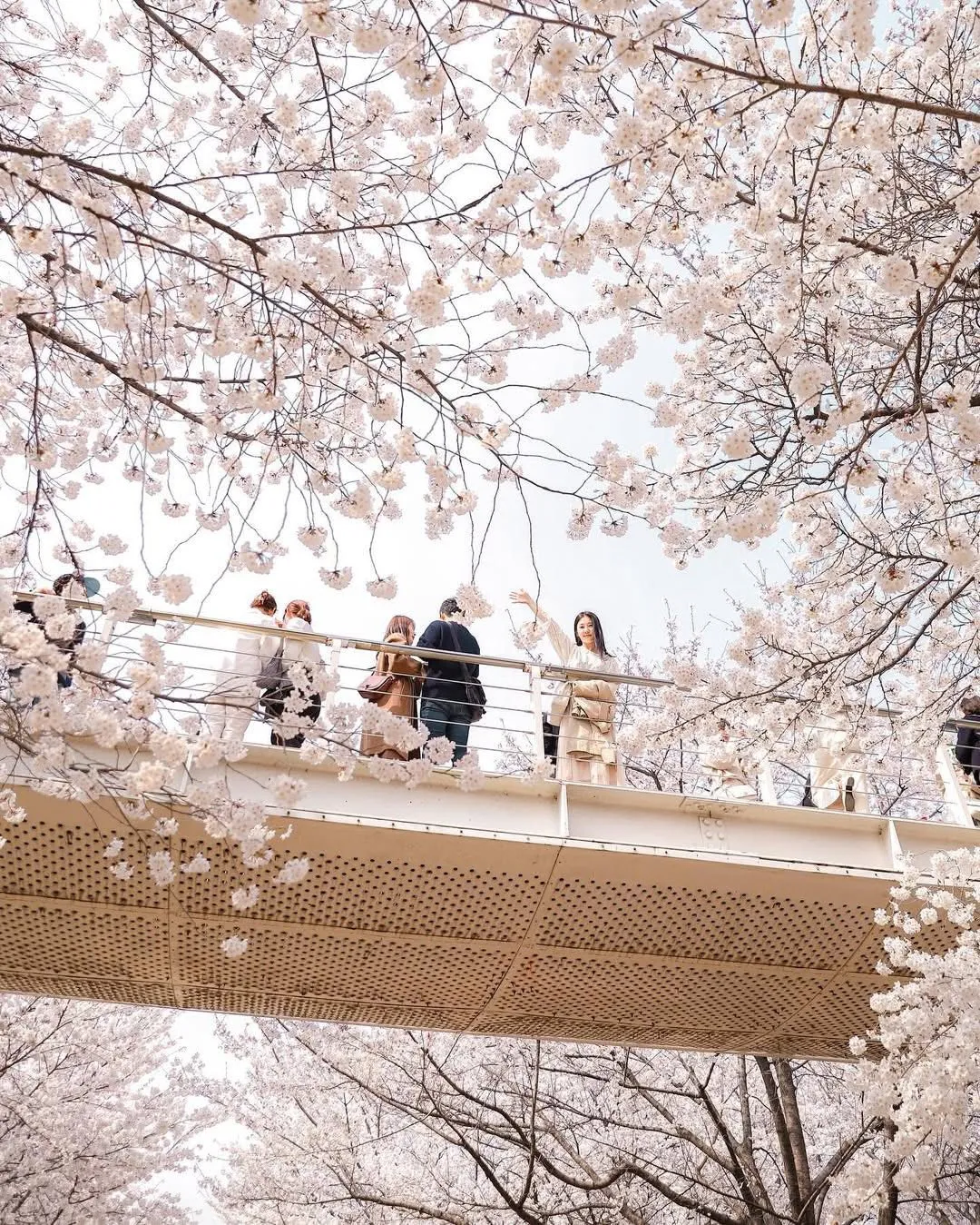 Ngắm hoa đào ở Seoul Forest: Lạc vào thiên đường hoa anh đào và tulip rực rỡ giữa lòng thủ đô 🌸🌷✨