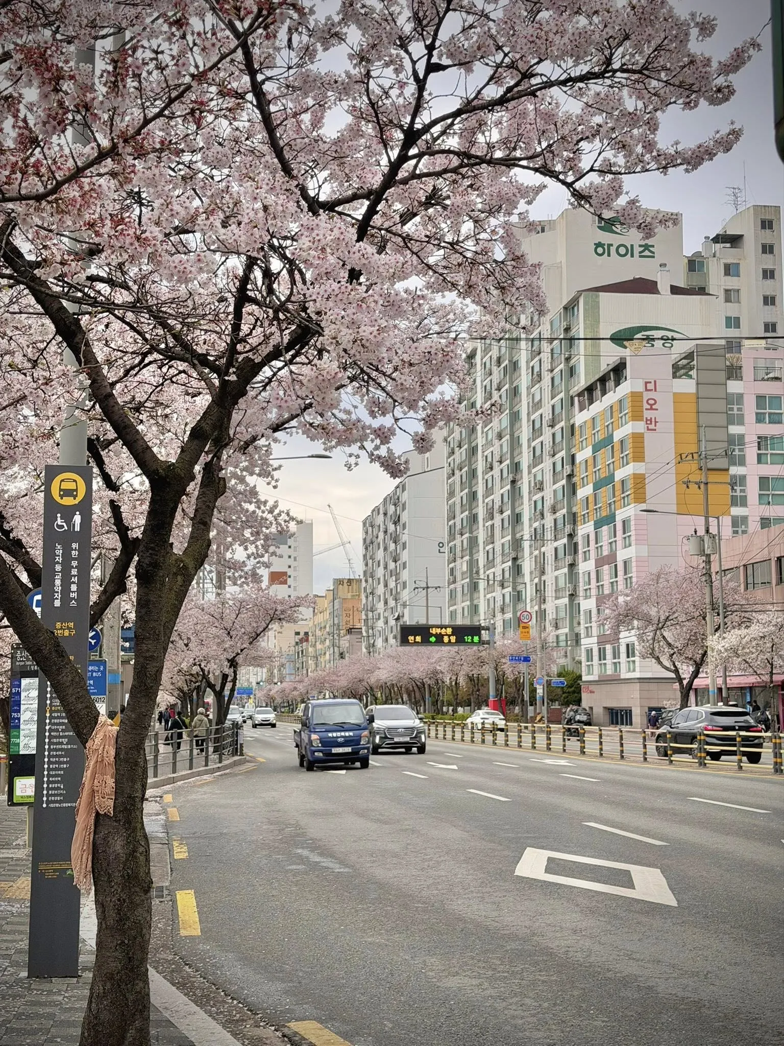 Hoa anh đào ở ga Jeungsan - góc khuất anh đào bình yên giữa lòng Seoul nhộn nhịp ven suối Bulkwangcheon