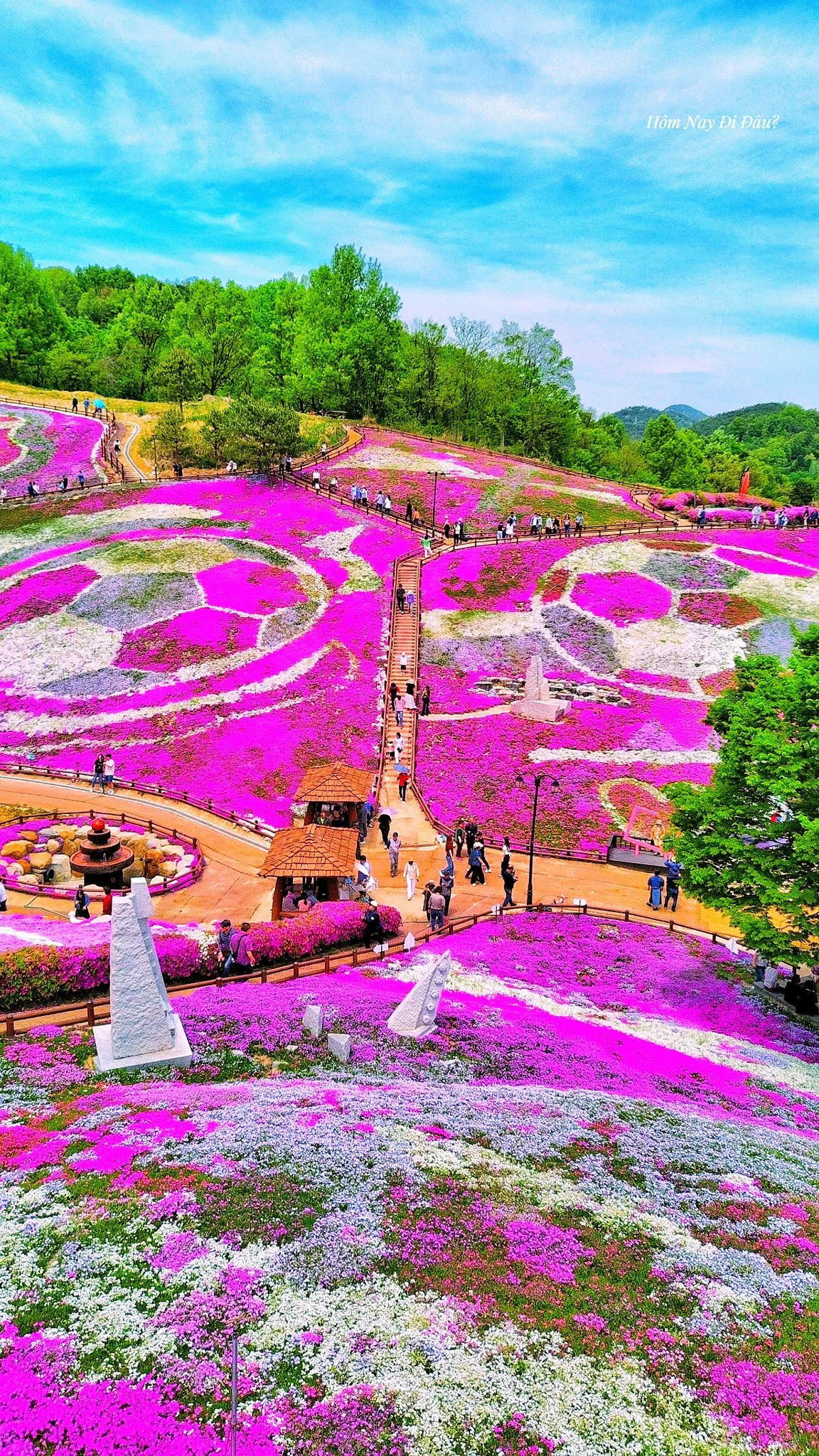 Ghé thăm quê hương HLV Park Hang-seo – Ngắm biển hoa chi anh rực rỡ tại Sancheong MIỄN PHÍ