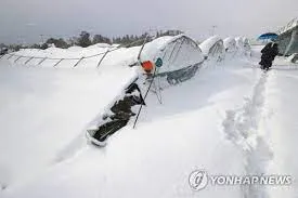 [Khí hậu cực đoan Jeju] Mùa đông, hàng nghìn tấn muối băng được dùng mỗi năm… tuyết lớn từng khiến sân bay tê liệt