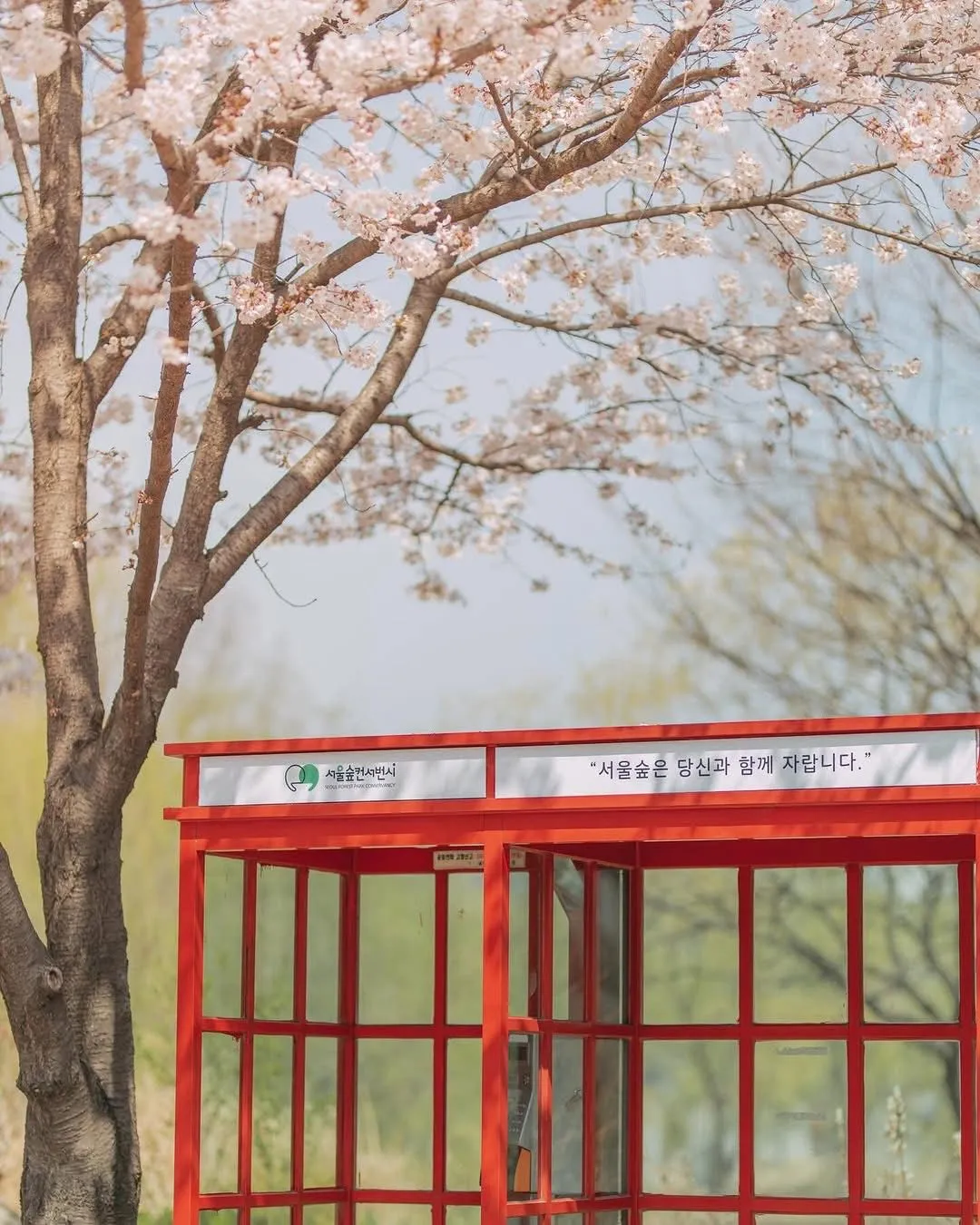 Ngắm hoa đào ở Seoul Forest: Lạc vào thiên đường hoa anh đào và tulip rực rỡ giữa lòng thủ đô 🌸🌷✨