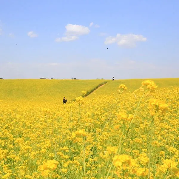 Anseong Farmland: Nông trại cổ tích và những cánh đồng hoa đẹp nhất tỉnh Gyeonggi 🌸🐑