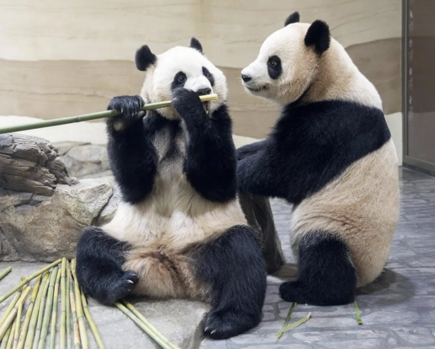 Cặp gấu trúc sinh đôi Rui Bao và Hui Bao đón sinh nhật cuối cùng tại Hàn Quốc trước khi về Trung Quốc