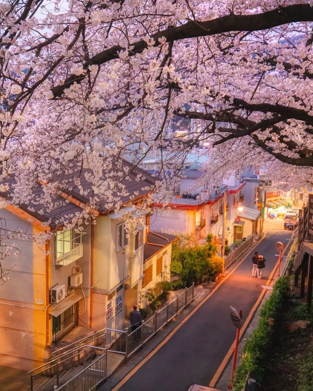 Busan mùa xuân: Bản tình ca nhẹ nhàng viết bằng những cánh hoa và sóng biển 🌸🌊