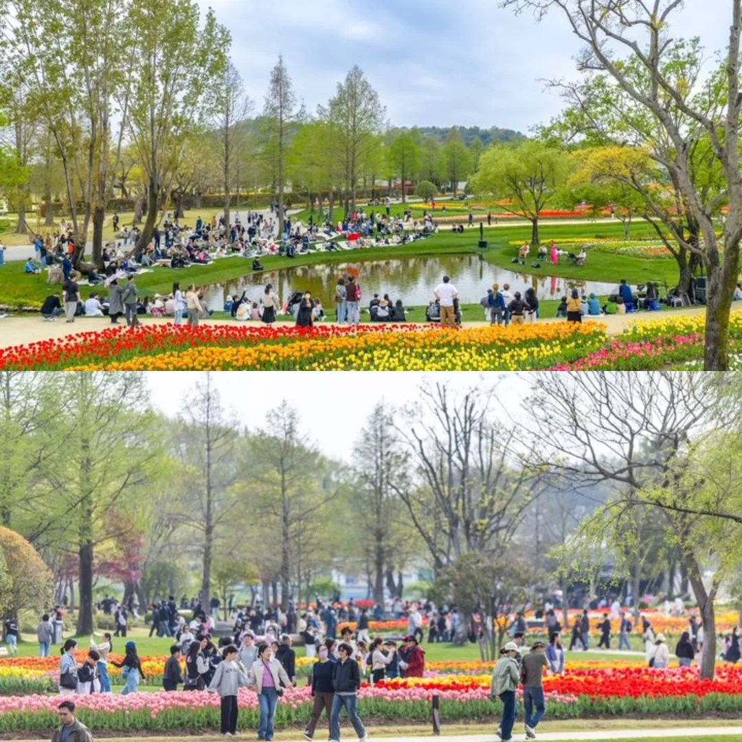 Suncheonman National Garden – "Bản giao hưởng" mùa xuân rực rỡ cán mốc 1 triệu lượt khách