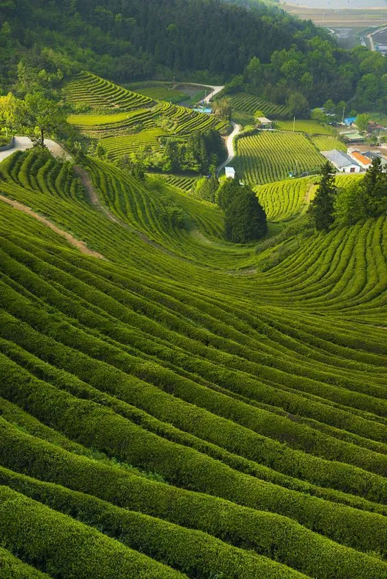 Vườn Trà Boseong: Lạc lối giữa thiên đường xanh và thưởng thức ẩm thực Trà Xanh độc đáo