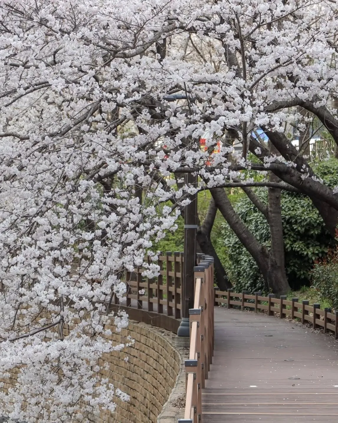 NGẮM HOA ANH ĐÀO TẠI MANDEOK – DEOKCHEONCHEON: "VIÊN NGỌC ẨN" GIỮA LÒNG BUSAN 🌸🎬