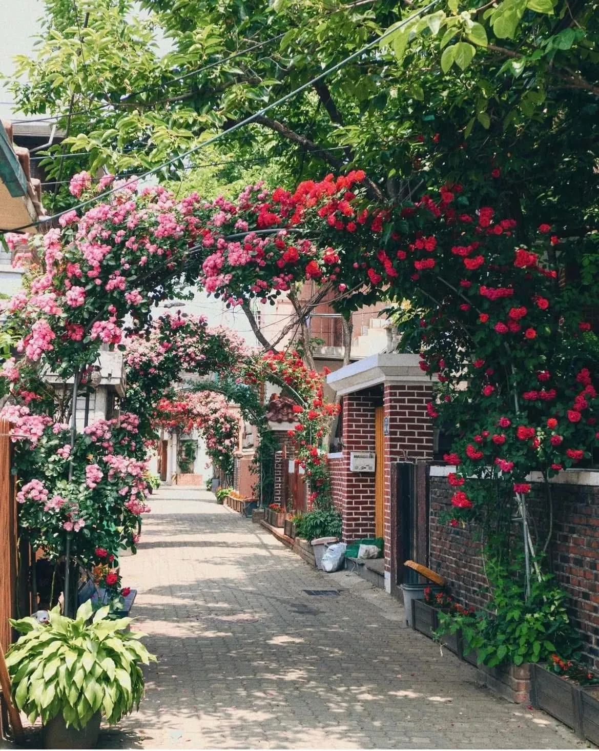Khám phá Làng hoa hồng Cheonho-dong – Con hẻm thơ mộng nhất Seoul mỗi độ hè về 🌹