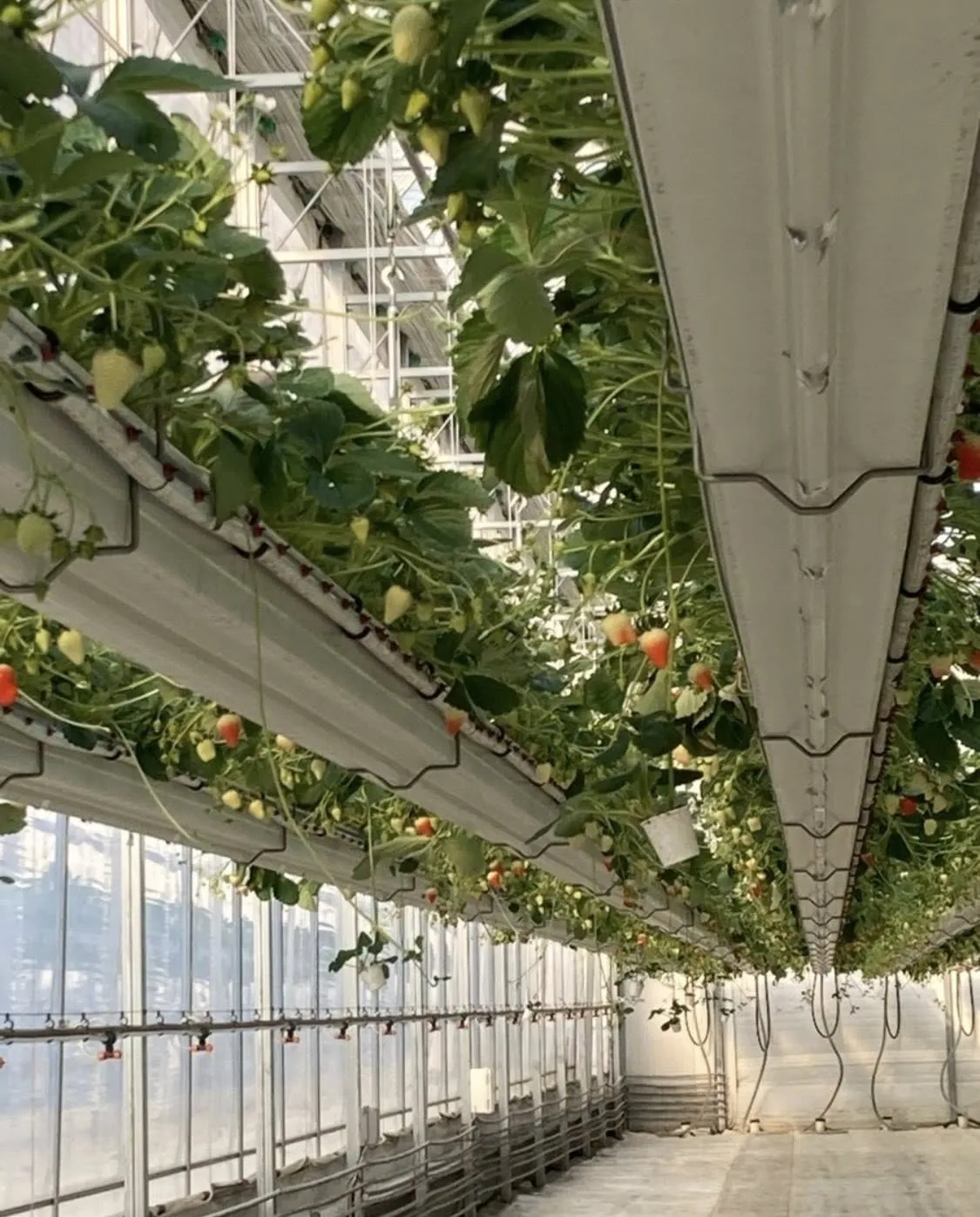 ĐI HÁI DÂU TÂY MÀ CỨ NGỠ LẠC VÀO STUDIO CHỤP HÌNH TẠI HWASEONG! 🍓