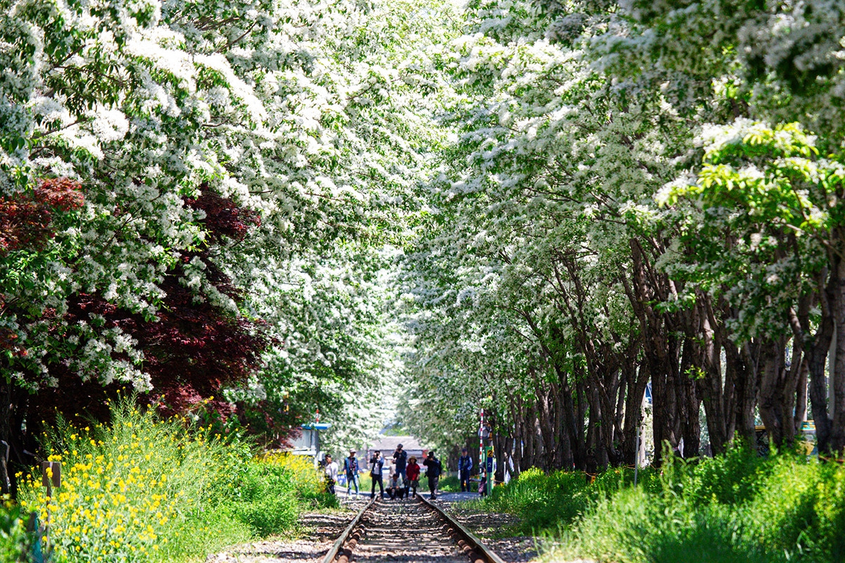 Con Đường Hoa Lưu Tô Ở Jeonju