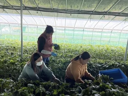 Miryang bố trí 1.000 lao động thời vụ, mở rộng tuyển chọn từ Việt Nam