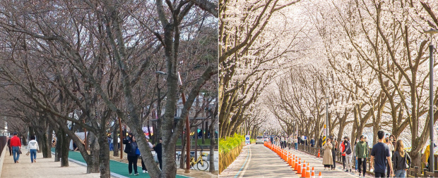 'Lễ hội hoa không có hoa' tại Jeonnam 