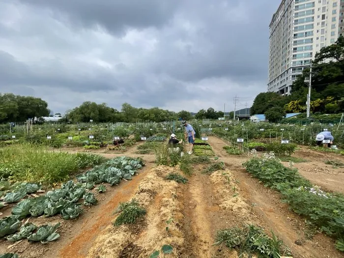 Yongin tuyển 815 đội nông dân đô thị, ưu tiên gia đình đa văn hóa và hộ có từ 2 con