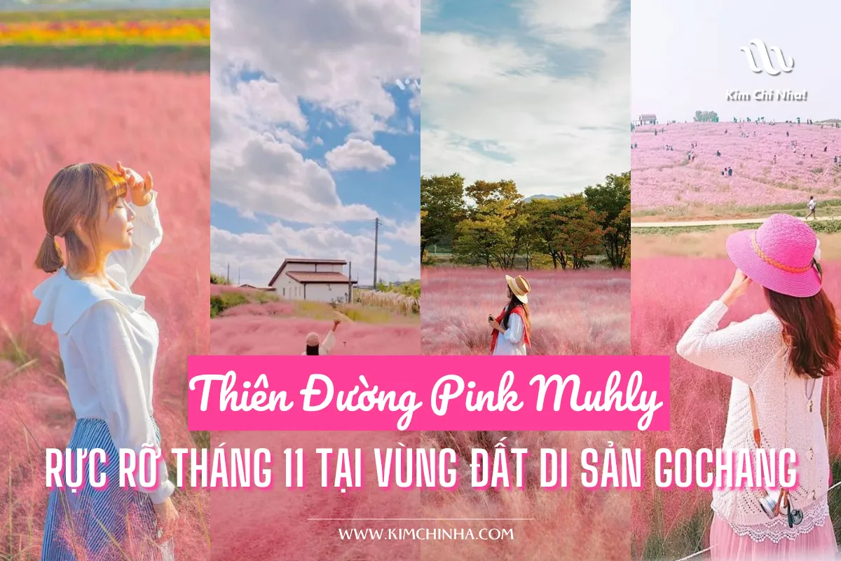 Thiên Đường Pink Muhly (핑크뮬리) Rực Rỡ Tháng 11 Tại Vùng Đất Di Sản Gochang, Jeonbuk