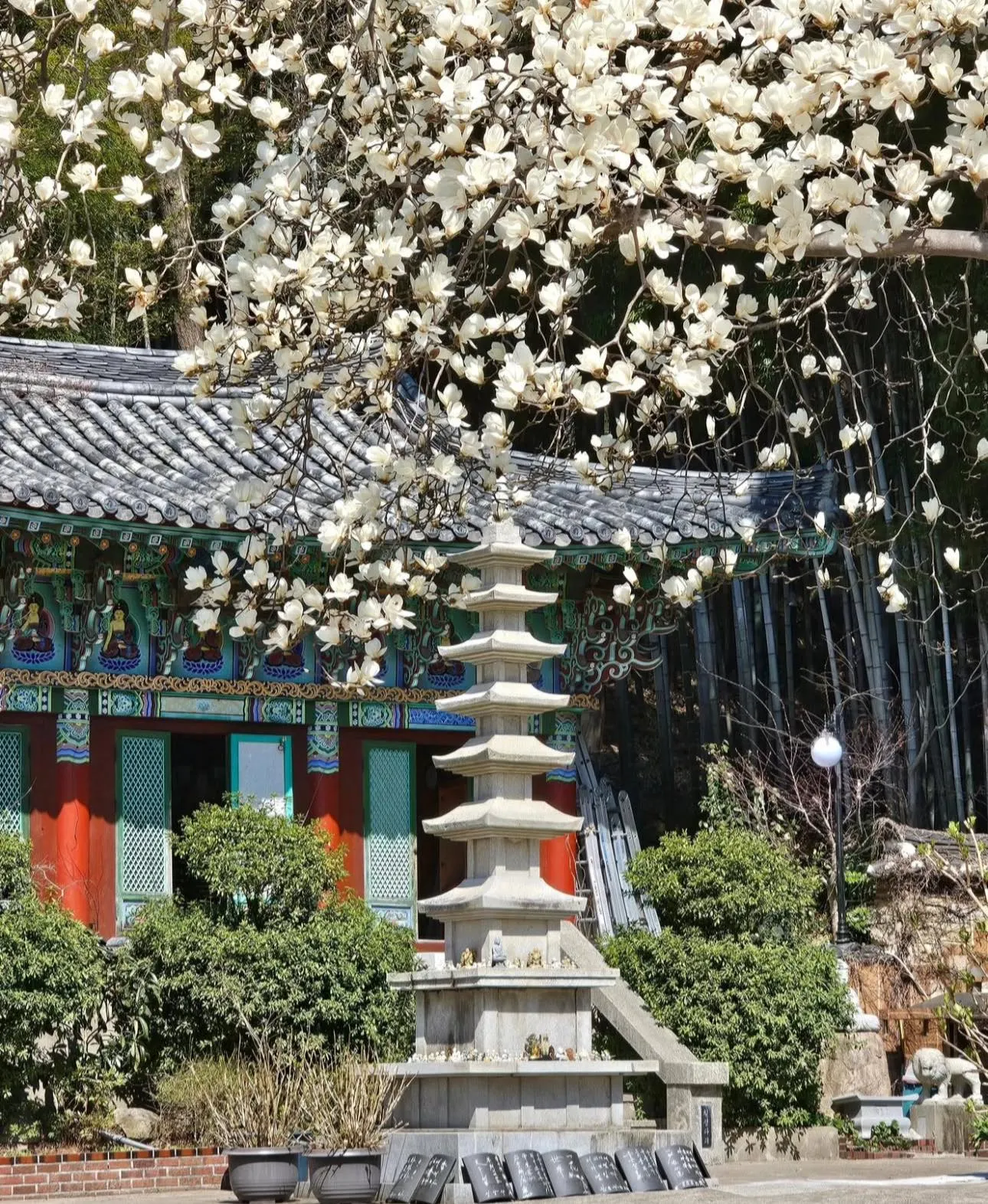 Chùa Seongamsa Busan: Ngắm hoa mộc lan trắng tinh khôi giữa chốn thiền môn thanh tịnh