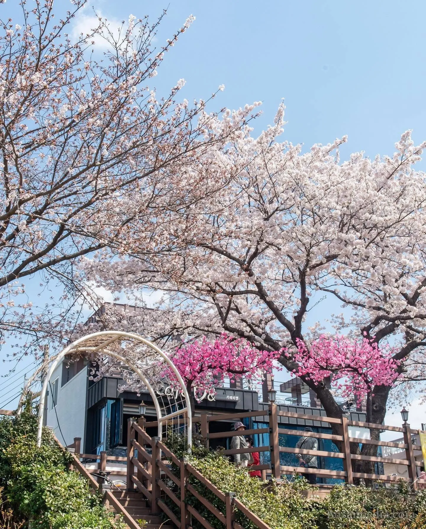 Oncheoncheon stream – "Con đường mơ mộng" và khu phố cà phê gây thương nhớ tại Busan