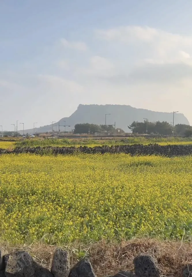  Cánh đồng hoa cải dầu Seongsan Canola Field: Khi mùa xuân "gõ cửa" sớm cuối mùa đông Jeju