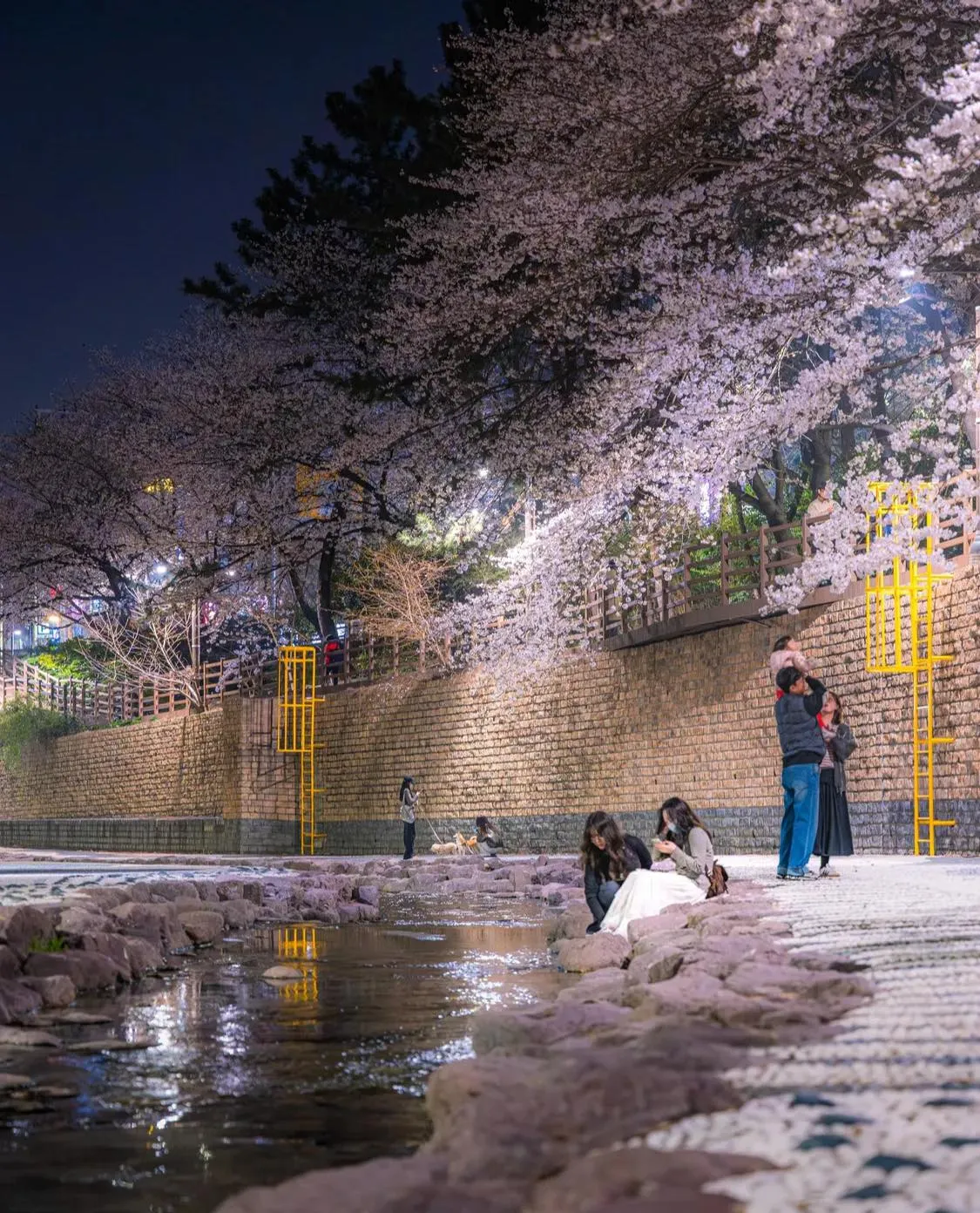 Seoul mùa hoa xuân, bản giao hưởng sắc màu đang lay động cả thủ đô 🌸✨🌼