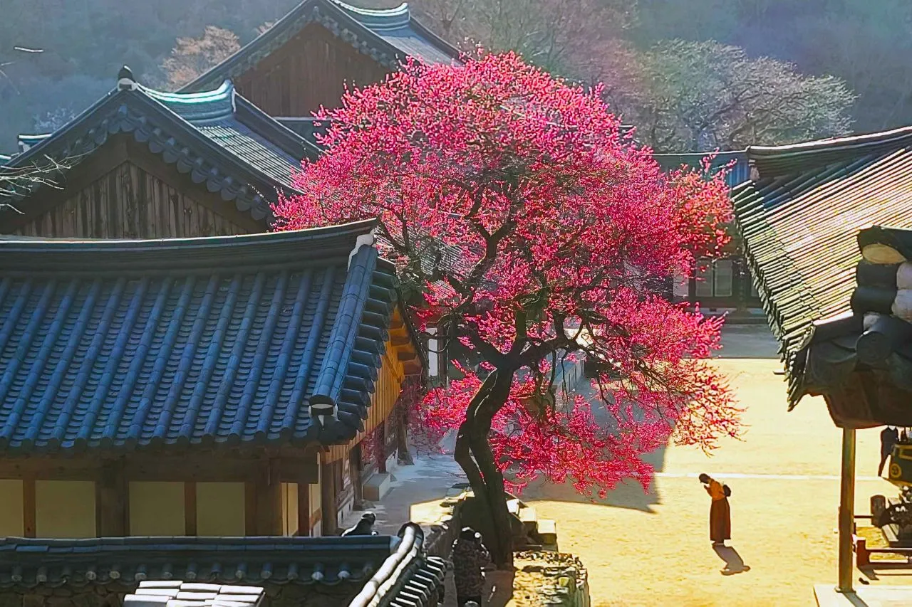 Hoa mai đỏ chùa Hwaeomsa nhuộm sắc xuân núi Jirisan, cập nhật vị trí, thời điểm nở rộ, kinh nghiệm tham quan và sự kiện 2026