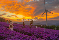 "Đồi hoa tím" Gamaksan đang nở rộ, đẹp đến nao lòng ở Hàn Quốc! 💜