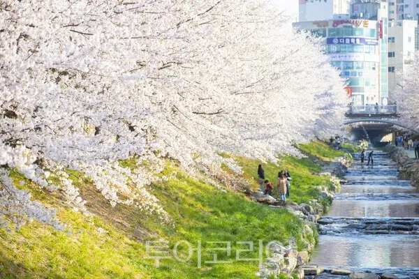 “Ngắm hoa anh đào ở Ulsan đi đâu đẹp?”… Dòng người đổ về con đường hoa dài 2km tại suối Mugeo