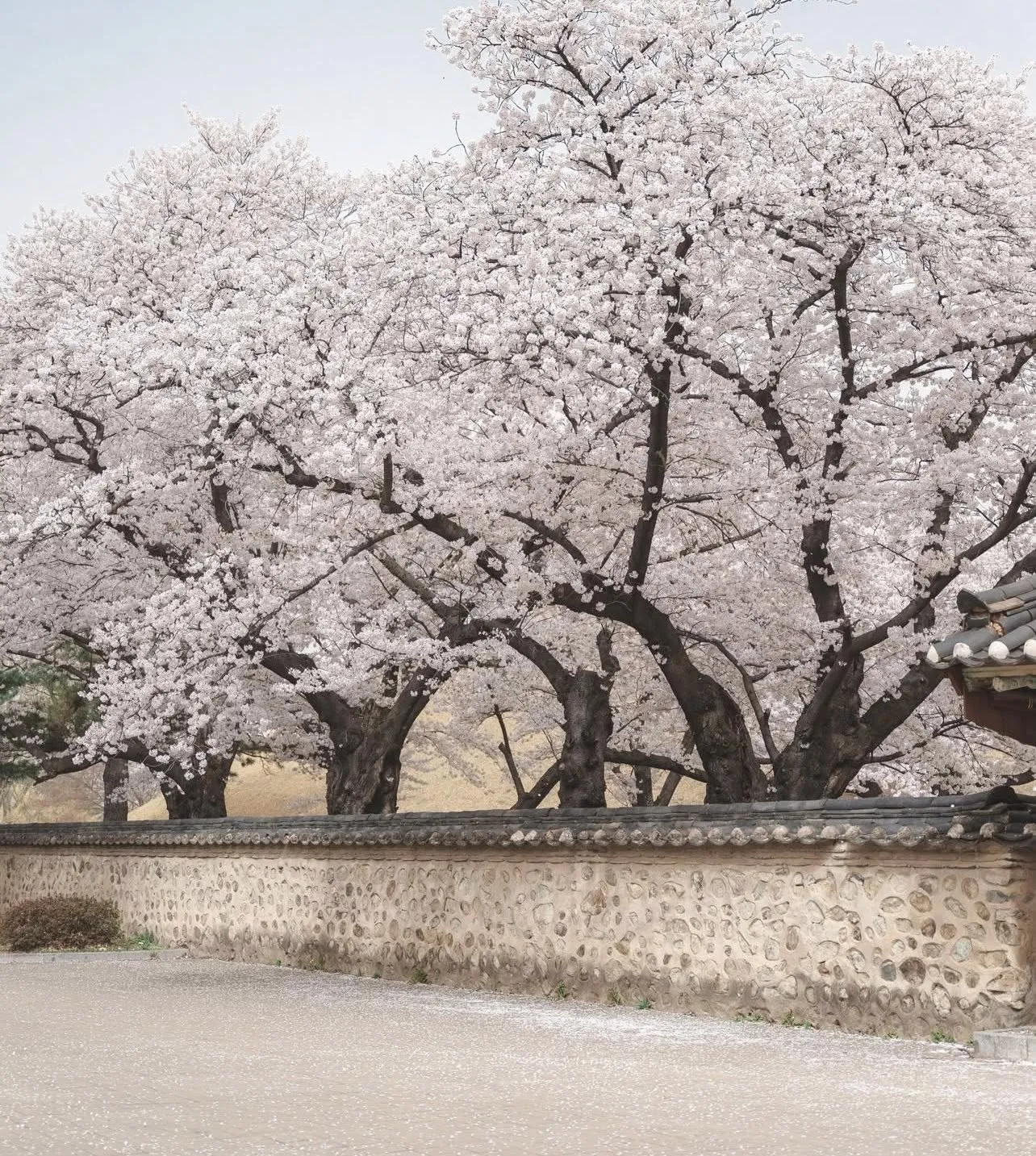 Khám phá Gyeongju - Khi cả cố đô nghìn năm "hòa mình" trong sắc hồng anh đào