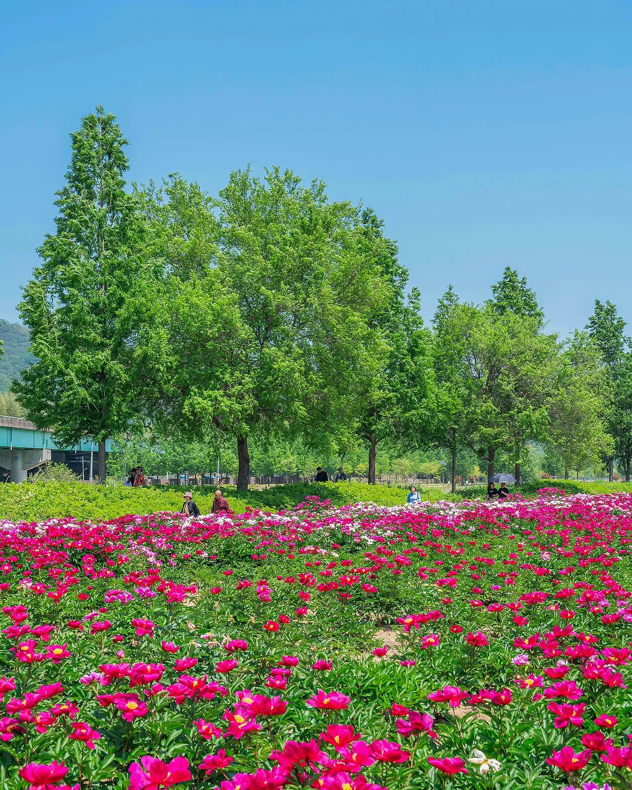 [Mùa hoa Hàn Quốc tháng 5] Dobong Seodang Gyeongju – Nét duyên dáng của hoa mẫu đơn thảo bên mái nhà Hanok cổ kính