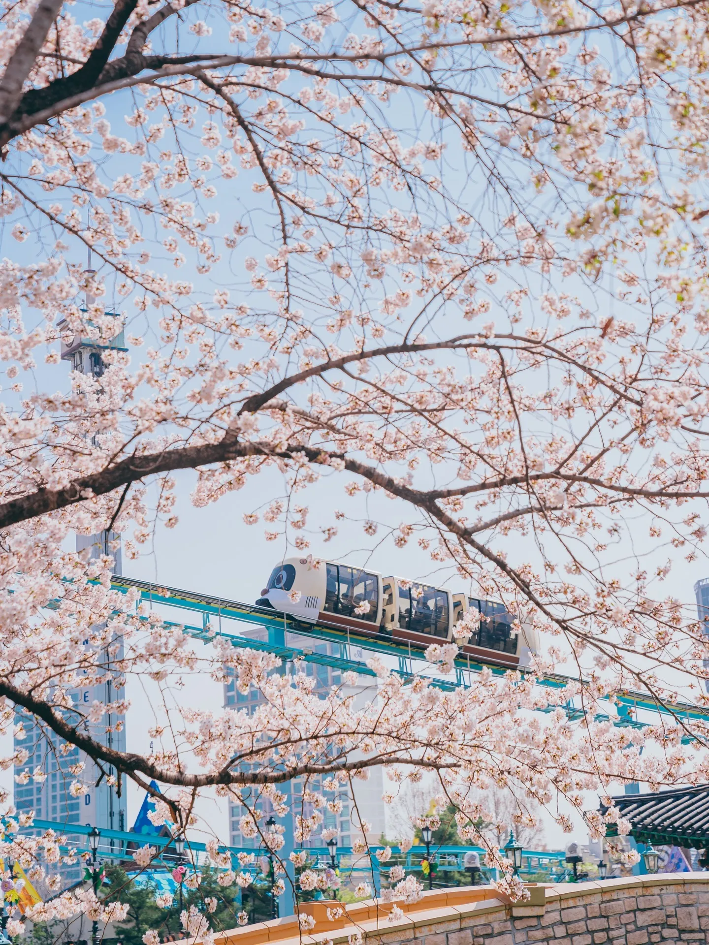 Lễ hội hoa anh đào hồ Seokchon 2026 – Khi nghệ thuật và ánh sáng "thắp sáng" mùa xuân Seoul