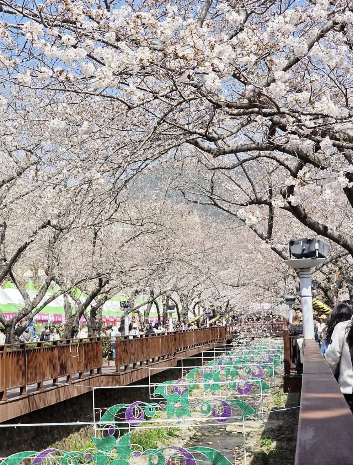 Jinhae Gunhangje - Lạc bước giữa lễ hội hoa anh đào lớn nhất hành tinh tại Changwon