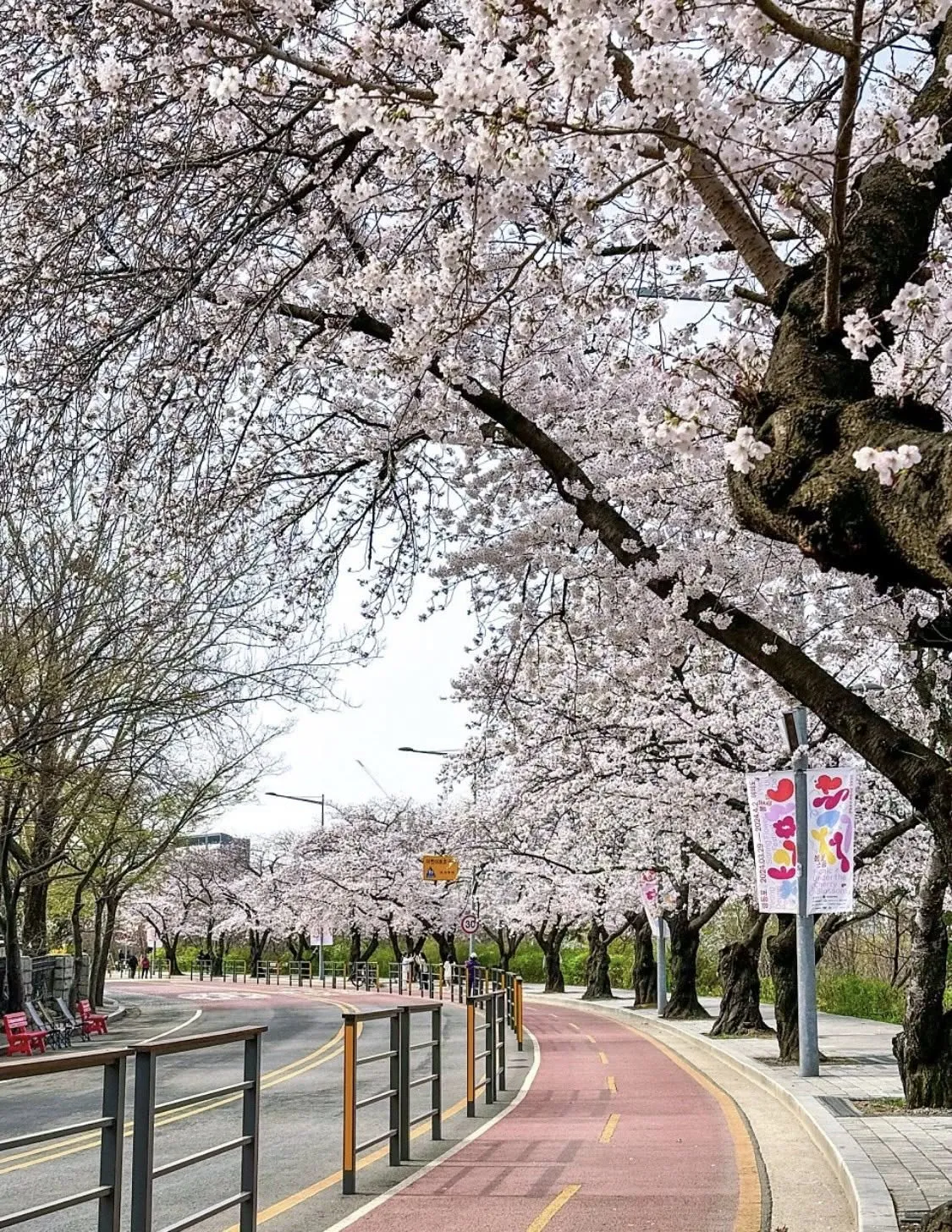 Lễ hội hoa anh đào Yeouido 2026 - Điểm hẹn rực rỡ nhất bên bờ sông Hàn