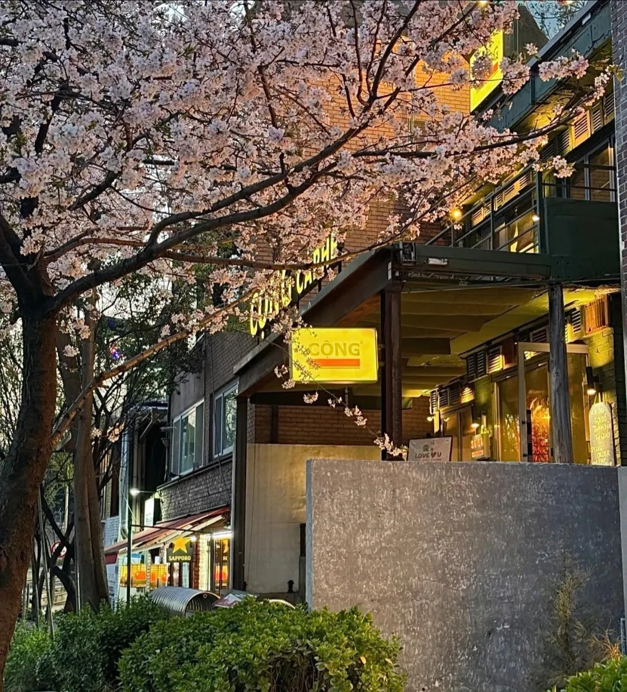 Những quán cà phê ở góc phố Noksapyeong - "con đường tơ lụa" anh đào ẩn mình giữa lòng Itaewon sầm uất 🌸☕️🍸