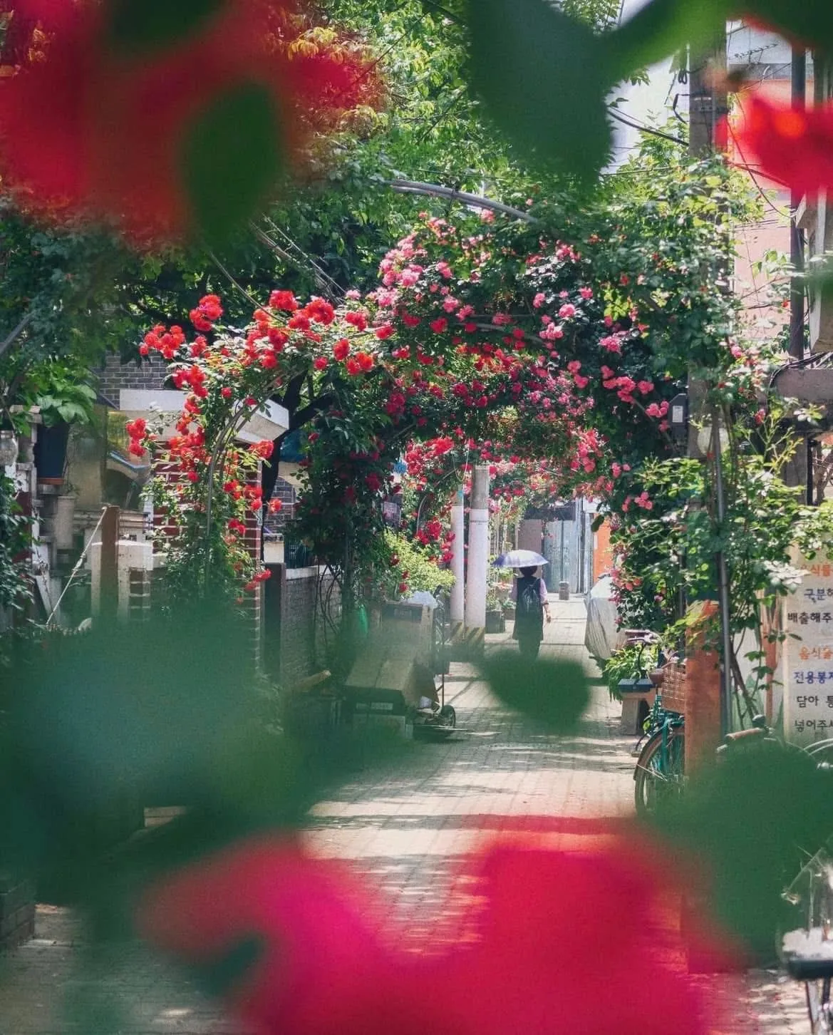 Khám phá Làng hoa hồng Cheonho-dong – Con hẻm thơ mộng nhất Seoul mỗi độ hè về 🌹