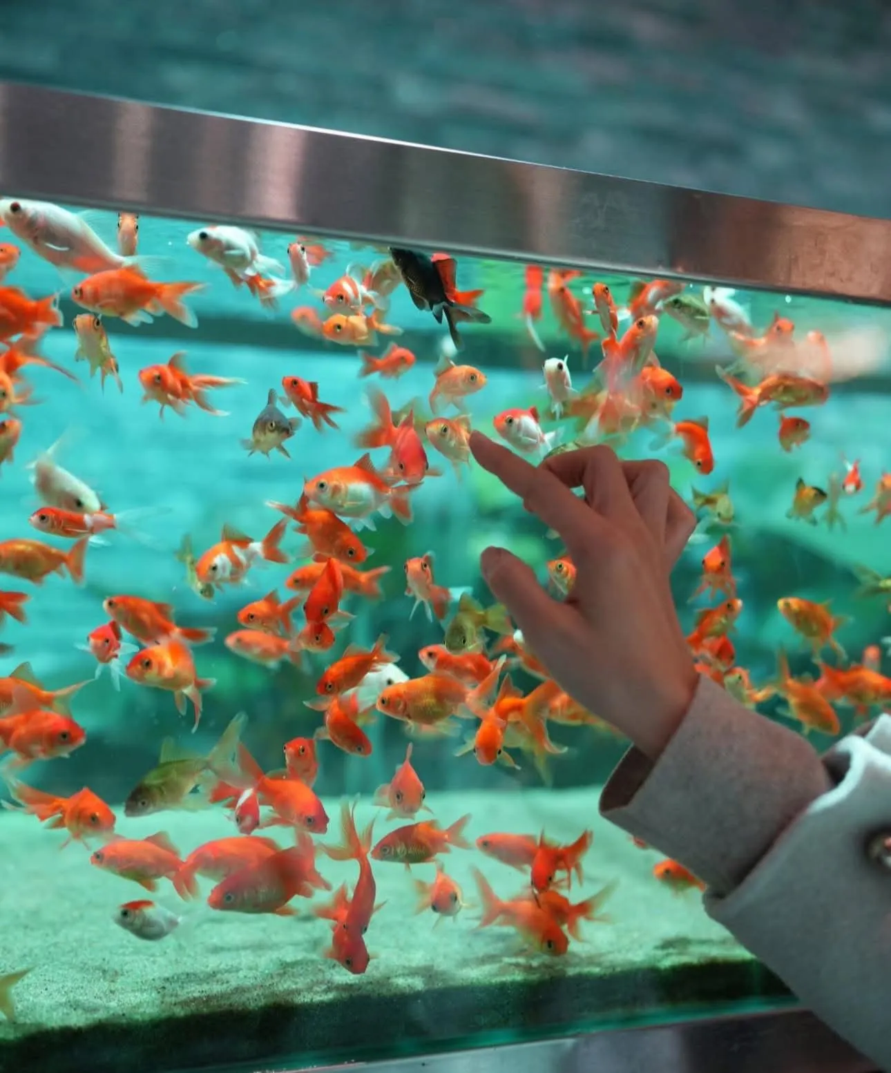 Aqua garden ilsan: Trải nghiệm cafe thủy cung siêu rộng mở cửa miễn phí tại goyang 🐠☕✨