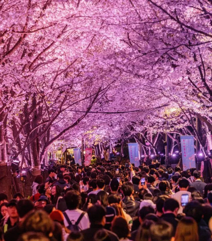 Lễ hội hoa anh đào hồ Seokchon 2026 – Khi nghệ thuật và ánh sáng "thắp sáng" mùa xuân Seoul