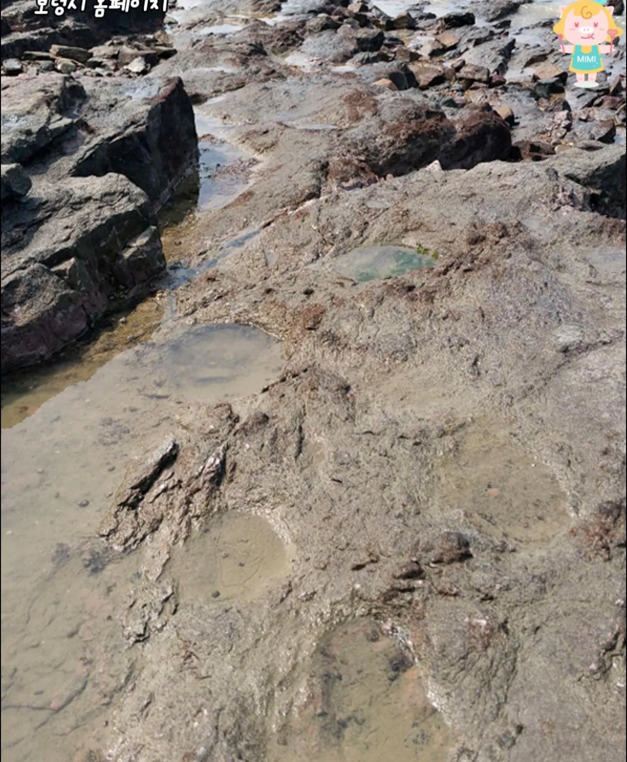 Khám phá dấu chân khủng long thật ngay bên bờ biển Boryeong 🦕🌊