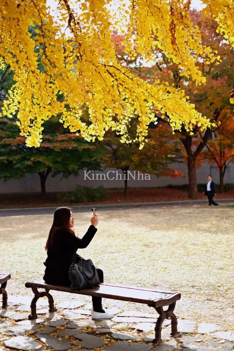 Top 10 địa điểm săn lá vàng rơi lãng mạn nhất Hàn Quốc: Thời gian địa điểm rõ ràng, xách ba lô lên và đi