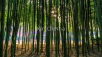 "Liệu Pháp Cảm Xúc": Con Đường Ngân Hà Rừng Tre Taehwagang, Ulsan