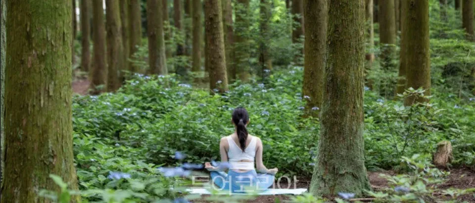 Du lịch Jeongseon mùa hè: Hành trình khám phá thiên nhiên, văn hóa và những cung đường đi bộ đẹp nhất Gangwon