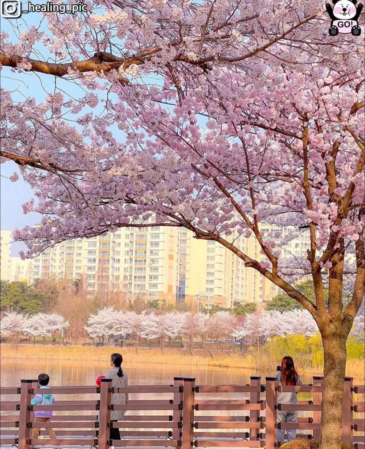 Công viên Manseok - Ngắm dải lụa anh đào rực rỡ soi bóng mặt hồ tại Suwon