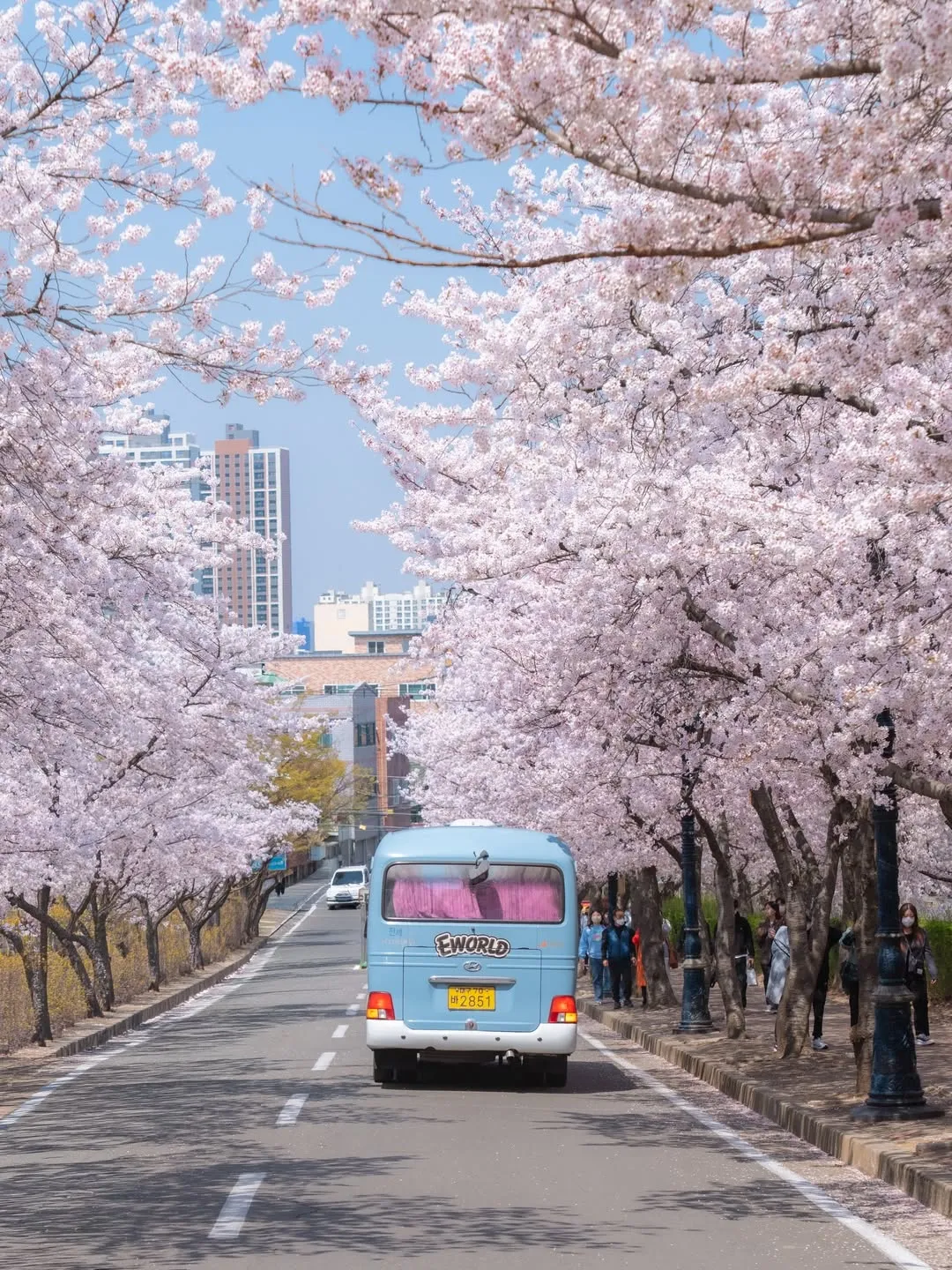 3 tọa độ ngắm hoa tại Daegu - Muốn hạnh phúc thì đến Daegu ngắm hoa anh đào liền đi