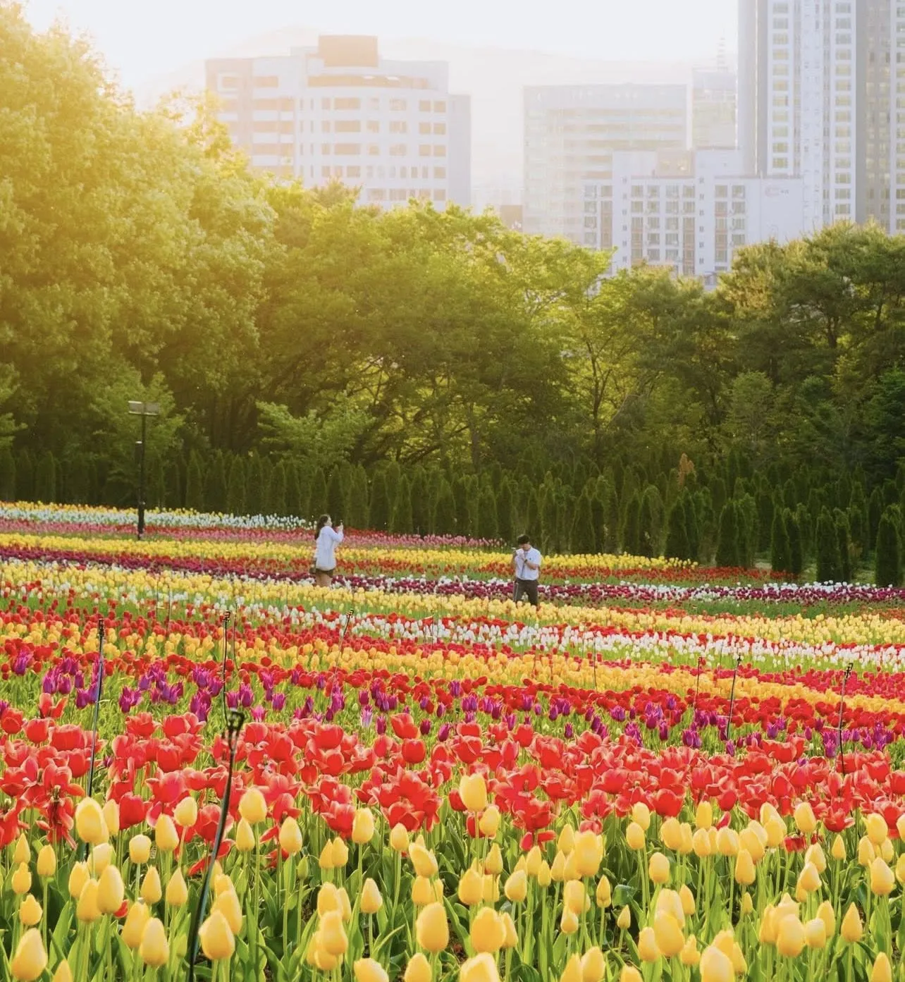 Review E-World Daegu - lạc bước giữa "Hà Lan thu nhỏ" trong lễ hội hoa tulip 2026