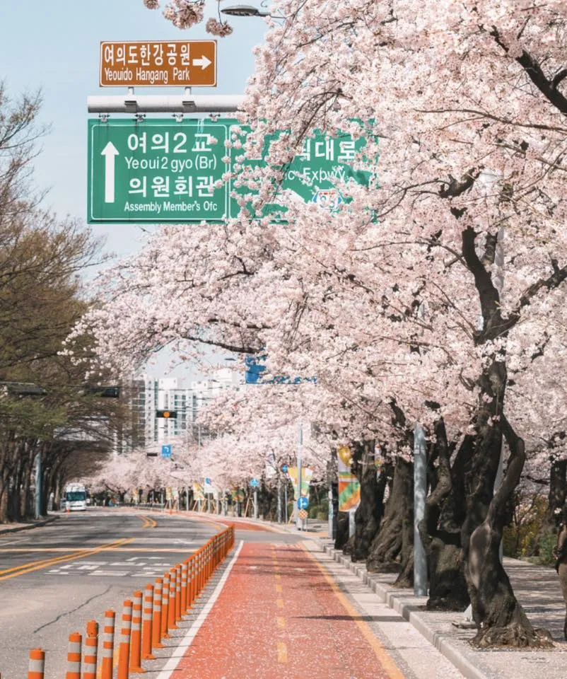 Lễ hội hoa anh đào Yeouido 2026 - Điểm hẹn rực rỡ nhất bên bờ sông Hàn