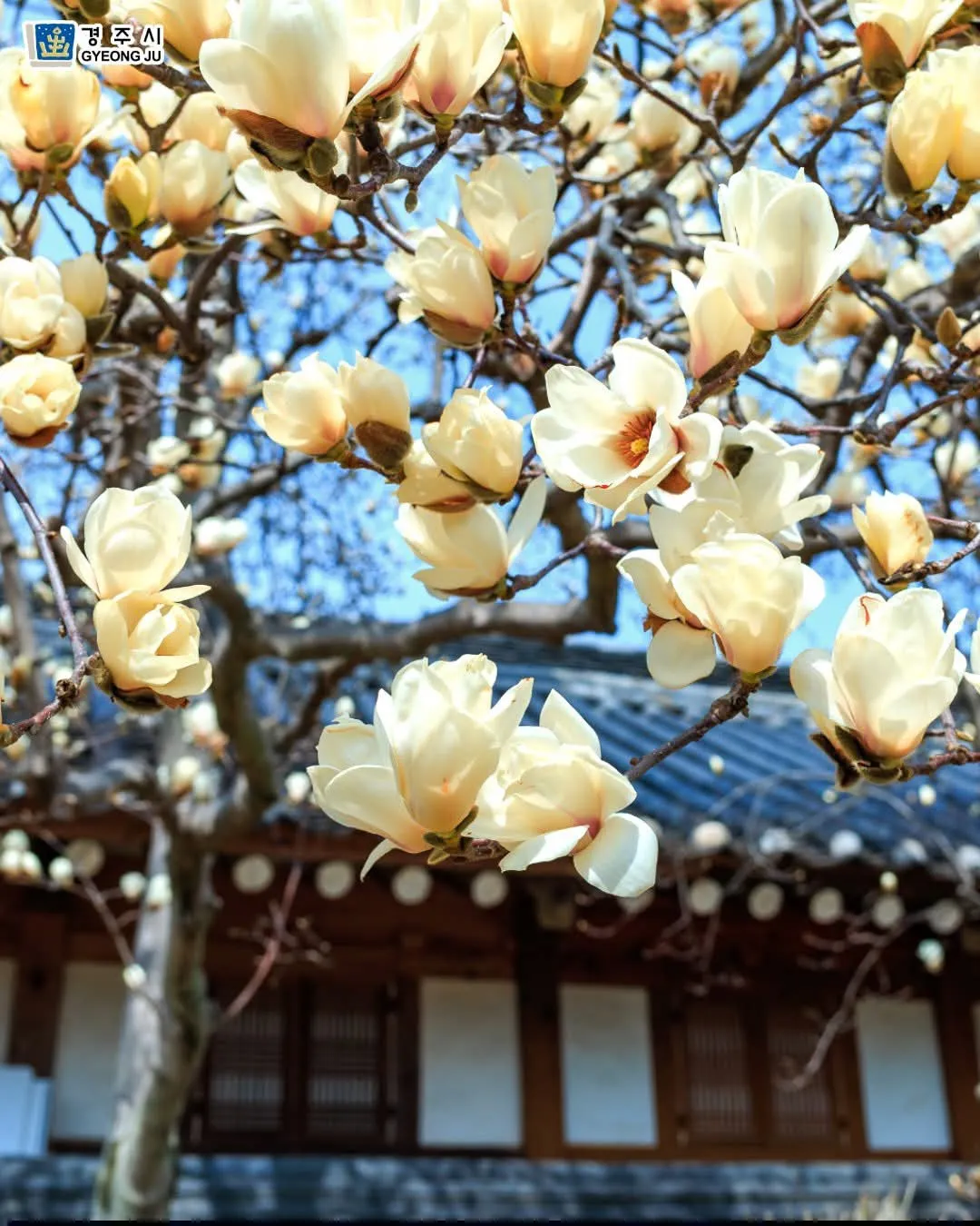 O-reung Gyeongju – Khi mùa xuân "chạm ngõ" bằng sắc mộc lan trắng muốt như mộng