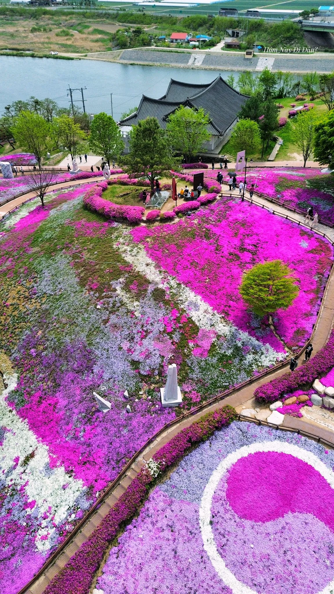 Ghé thăm quê hương HLV Park Hang-seo – Ngắm biển hoa chi anh rực rỡ tại Sancheong MIỄN PHÍ